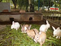 Bunny in the Garden