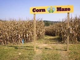 cornmaze