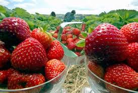 Fresh Strawberries